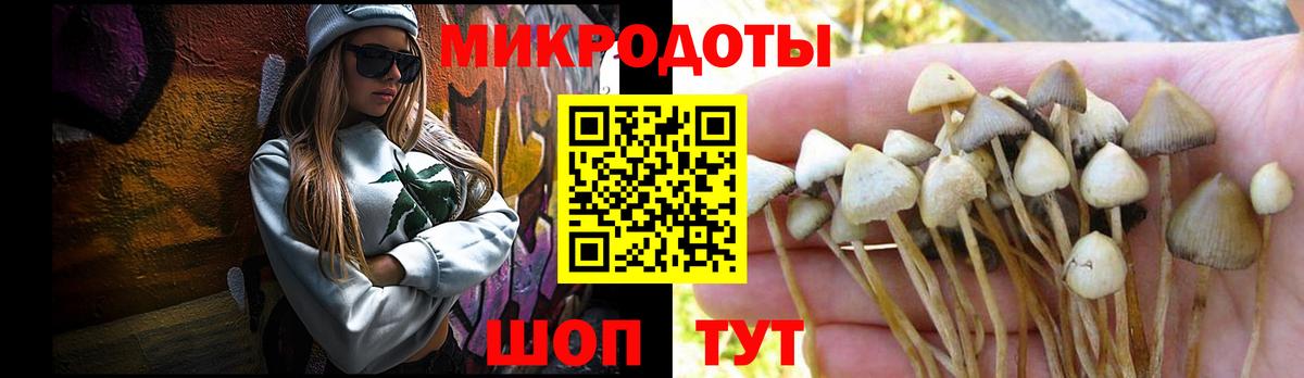 Псилоцибиновые грибы Psilocybe Муравленко